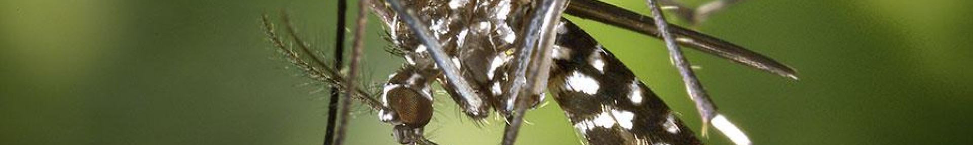 Tout savoir sur le moustique tigre - ARTHROPOLOGIA