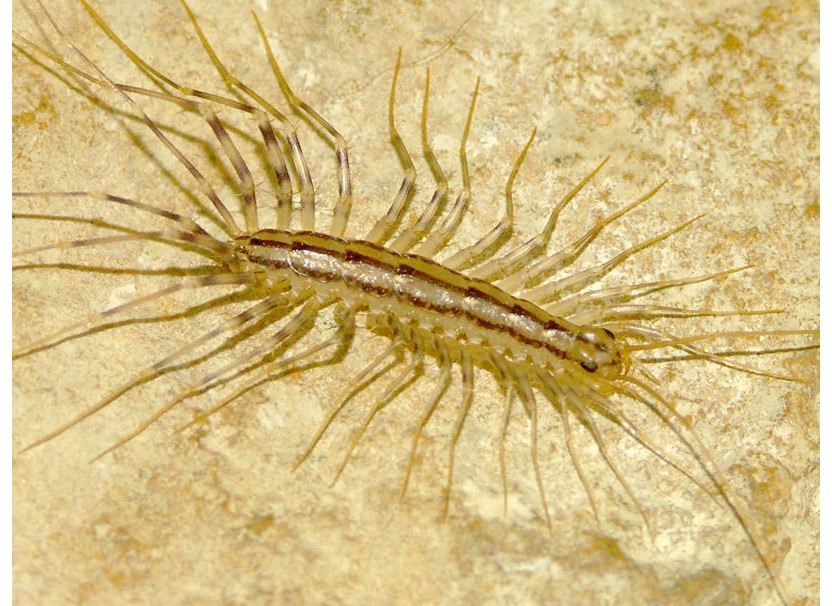 La Scutigère véloce, est capable de courir à plus de 40 cm par secondes ! C'est également un des prédateurs domestiques des moustiques, des punaises des lits...