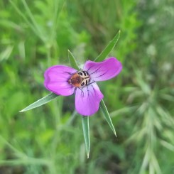 Papillons, coléoptères, abeilles, guêpes,... / Porte des Alpes