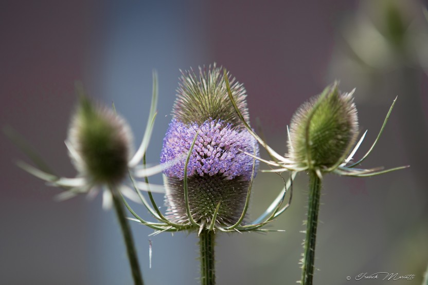 militer pour un fleurissement adapté dans votre commune