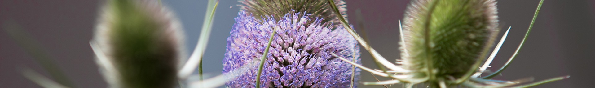 Les bourdons, des pollinisateurs indispensables en danger ! - ARTHROPOLOGIA