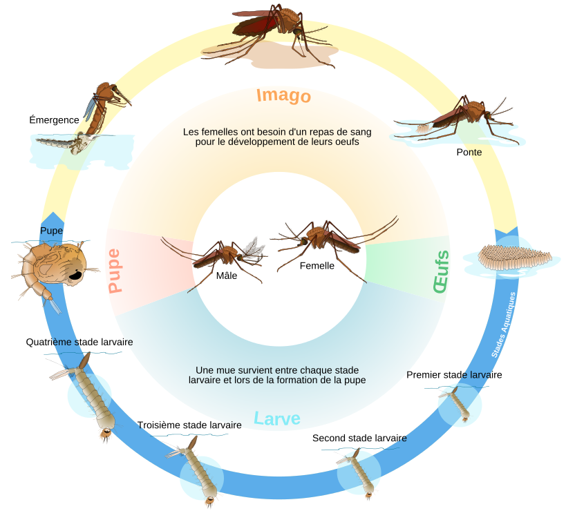 Cycle de vie d'un moustique du genre <em>Culex</em> - © Mariana Ruiz Villarreal