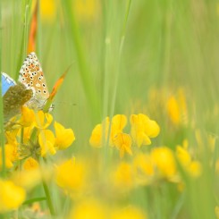 Les papillons bien-aimés - Parc de la Porte des Alpes