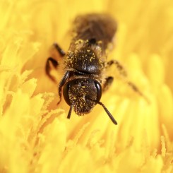 À la découverte des pollinisateurs - Parc de Parilly