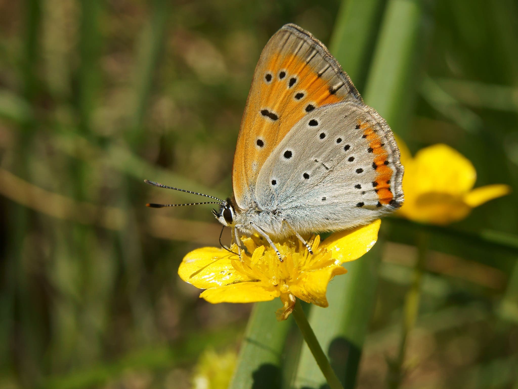 21899035708_7cc71e3467_k