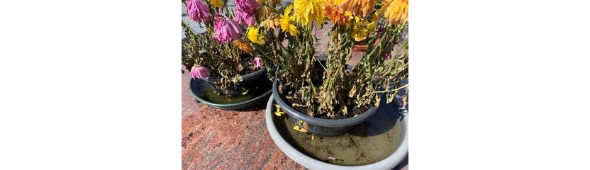 Pots et sous-pots non vidés 