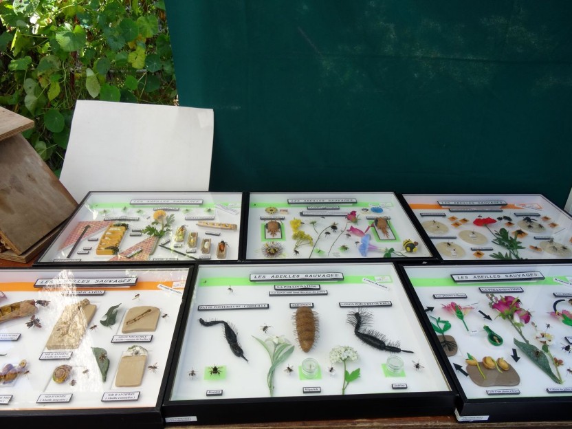 Boîtes entomologiques pédagogiques