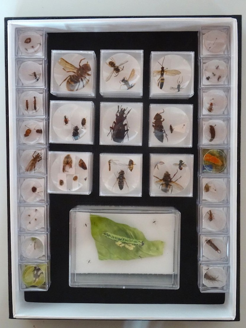 Boîtes entomologiques pédagogiques