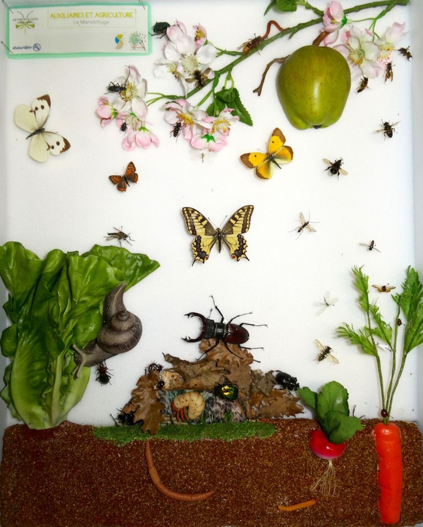 Boîtes entomologiques pédagogiques