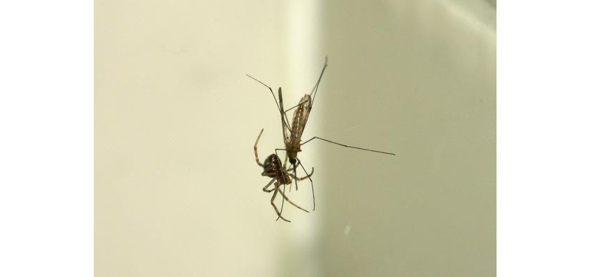 Araignée <em>Steatoda</em> sp. capturant un moustique dans une maison.