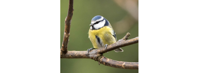 Les oiseaux insectivores, comme ici la mésange bleue, peuvent consommer des moustiques, les champions étant les hirondelles et les martinets.