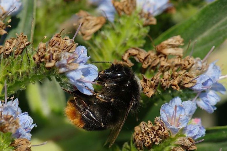 800px-Bombus_confusus_2