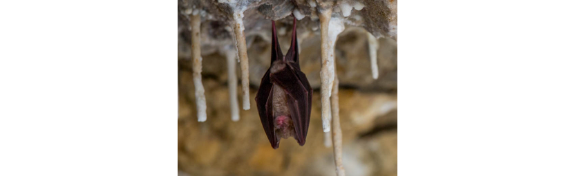 Les chauves-souris, en fonction des espèces, peuvent manger plusieurs centaines à plusieurs milliers de moustiques en une nuit !