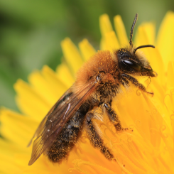 À la recherche des abeilles sauvages