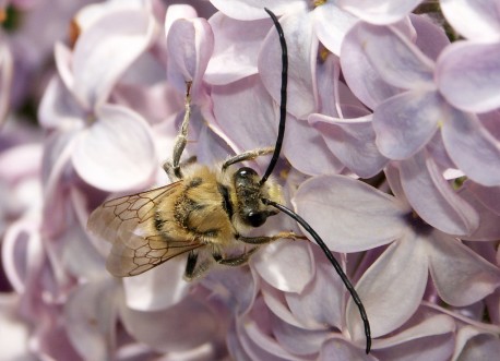 Découvrir les familles d’abeilles