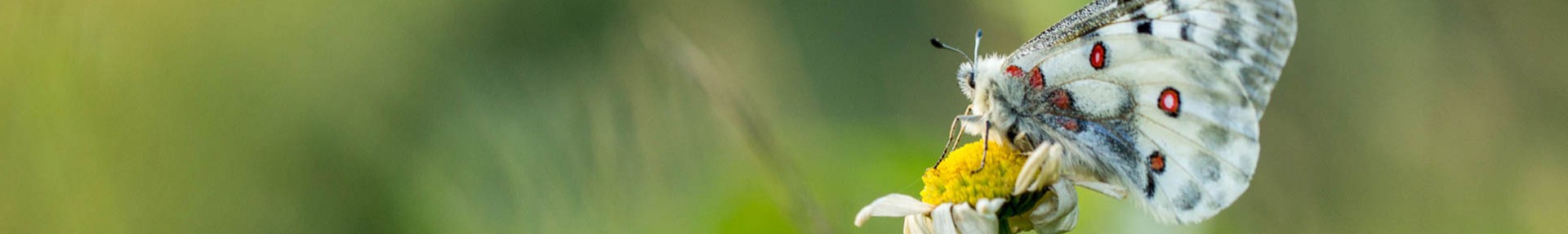 Accompagnement territoire - ARTHROPOLOGIA