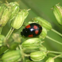 Incroyables coccinelles