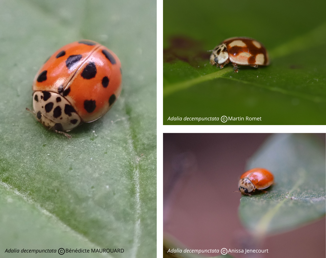 Adalia%20decempunctata%20-%20article%20atlas%20Cocc1