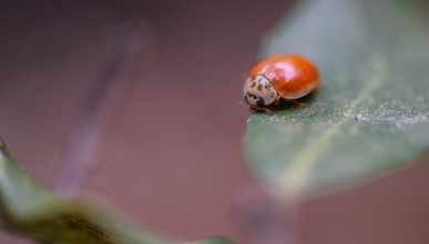 Pas UNE mais DES Coccinelles !