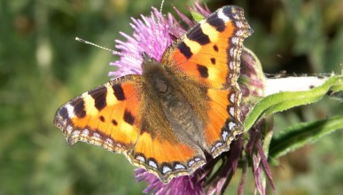 Accompagnement en faveur des pollinisateurs sauvages