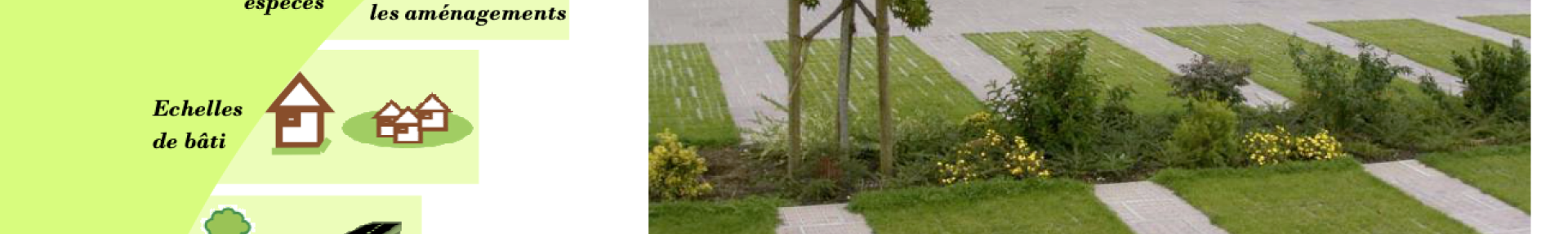 Allées et parkings favorables à la biodiversité - ARTHROPOLOGIA