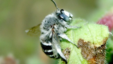 Abeilles : une espèce domestiquée, pour des centaines d'autres à découvrir
