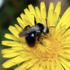 Balade Agir pour les pollinisateurs de mon jardin !