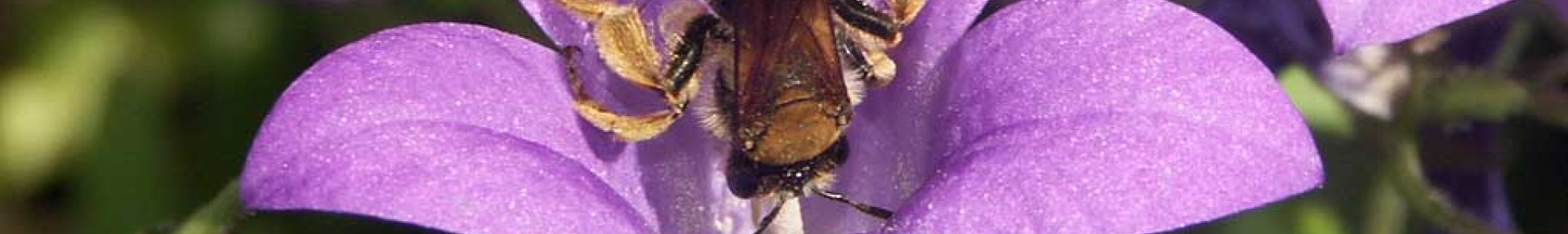 Reconnaître et accueillir les pollinisateurs - ARTHROPOLOGIA