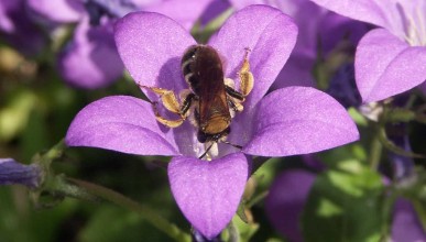 Reconnaître et accueillir les pollinisateurs