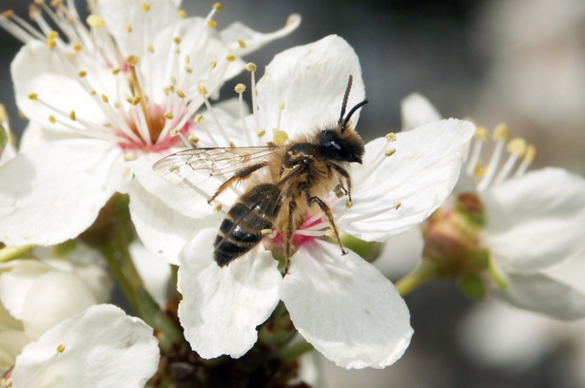 Préserver les pollinisateurs comme l'andrène à pattes jaunes.