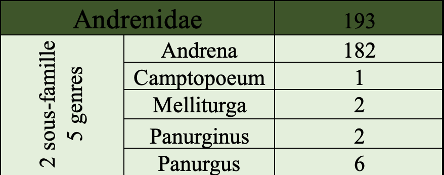 Andrenidae