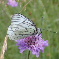 Découverte des pollinisateurs au jardin partagé La Montmein Verte à Oullins