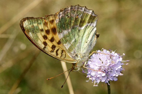 Abeilles sauvages, Orthoptères, Papillons, Syrphes, Hyménoptères (non abeilles), Libellules, Coléoptères (saproxylophages, carabes), Araignées