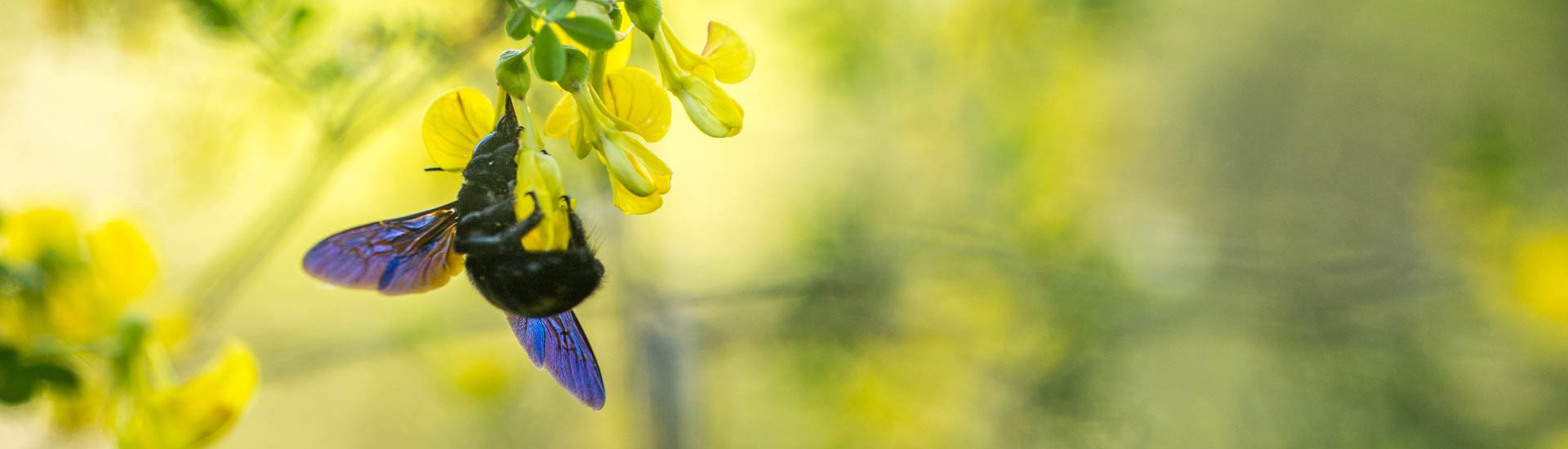 Introduction - ARTHROPOLOGIA