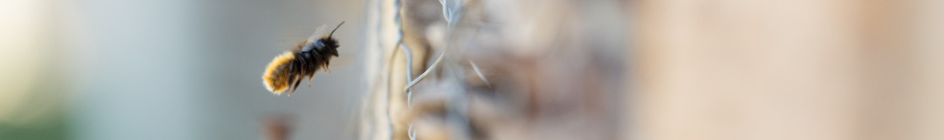 Sensibilisation - ARTHROPOLOGIA