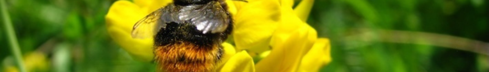 Participez à l’inventaire des abeilles sauvages du Semnoz - ARTHROPOLOGIA