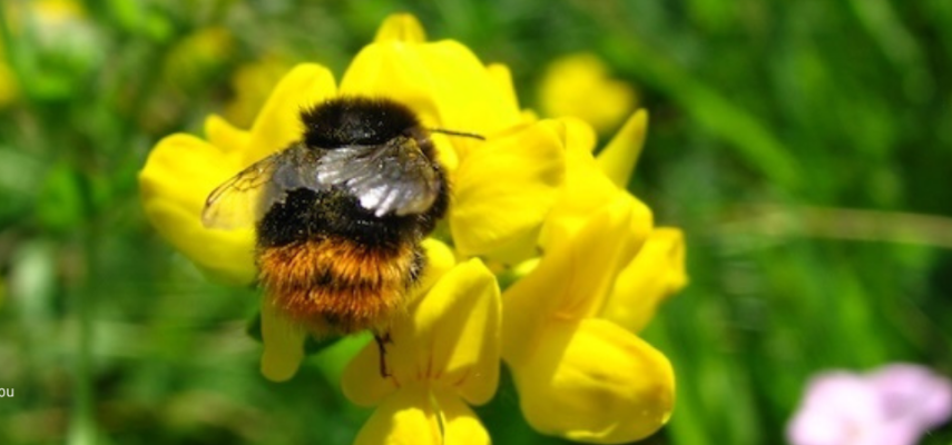 Participez à l’inventaire des abeilles sauvages du Semnoz