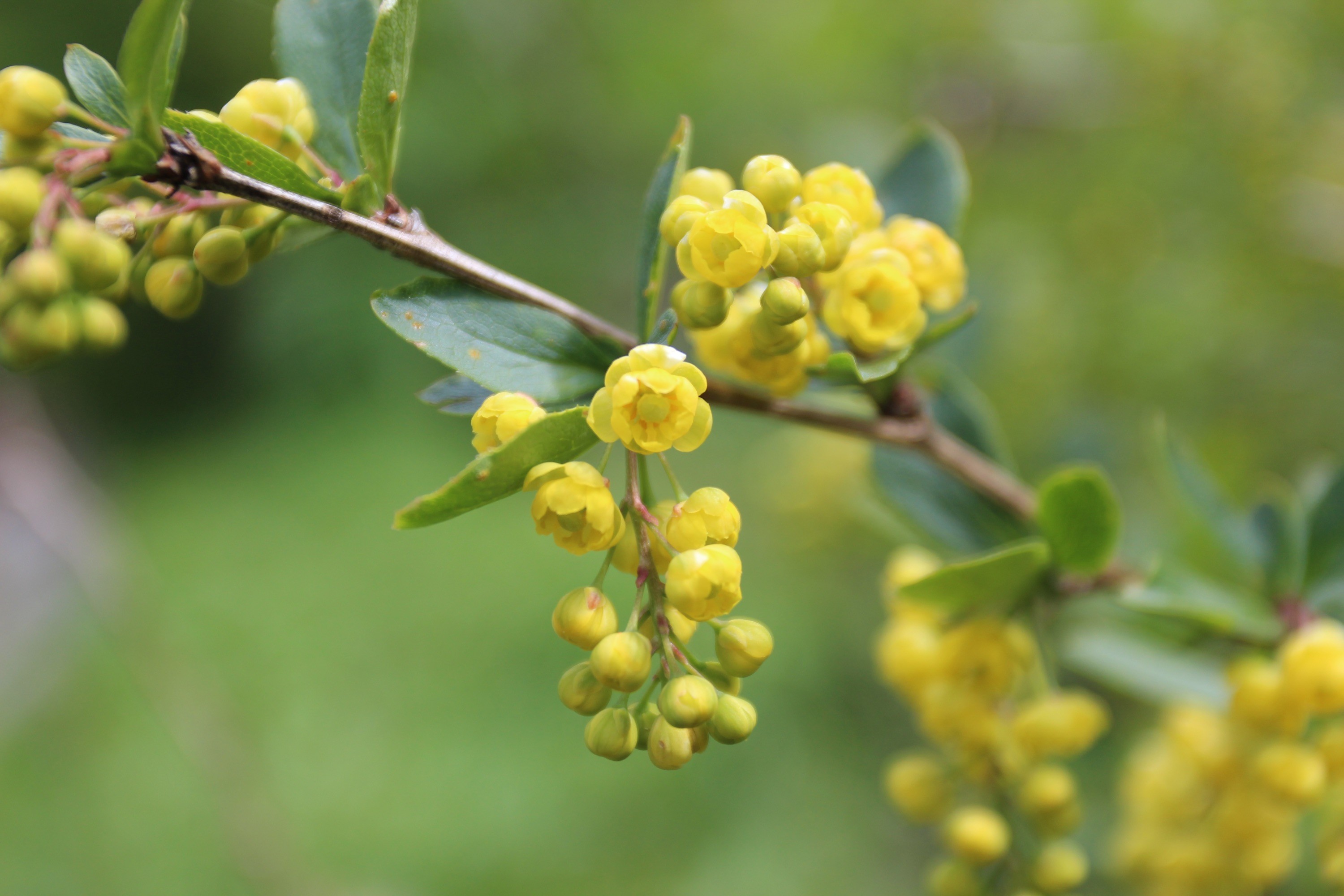 Berberis_vulgaris_CC%20BY%20SA%204.0%20Steinsplitter%20-%20copie