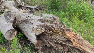 Le bois mort vaut de l’or