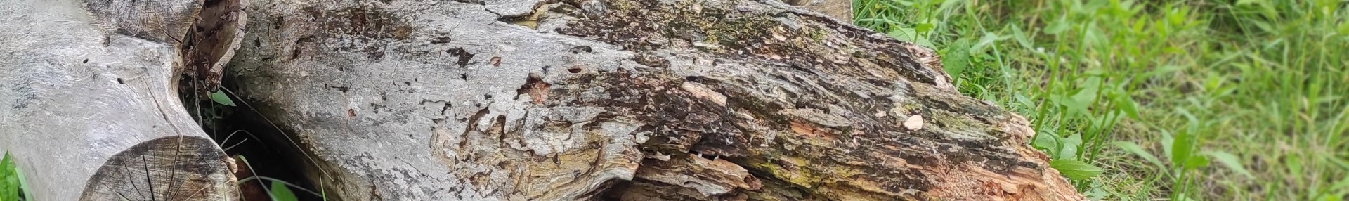 Le bois mort vaut de l’or - ARTHROPOLOGIA