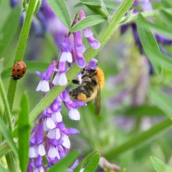 Balade pollinisateurs - Charbonnières-les-bains