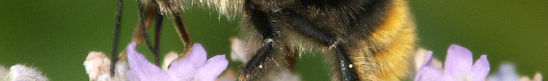 Atlas des bourdons d'AuRA : connaître l’état des populations pour les protéger - ARTHROPOLOGIA
