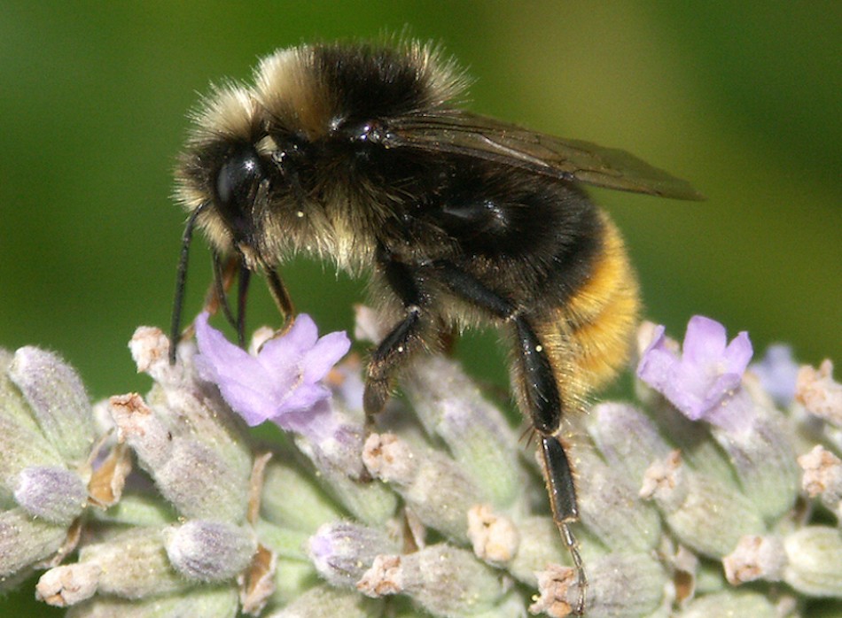 bombus3_gr_lapidarius3_strom310706rec2