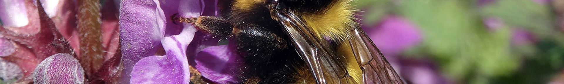 Formation Abeilles sauvages - OFB - ARTHROPOLOGIA