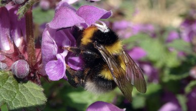 Formation Abeilles sauvages - OFB