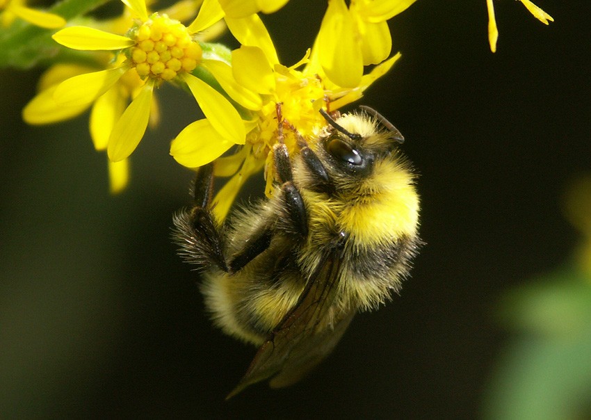 bombus_lucorum_male_solidago_megeve070806rec