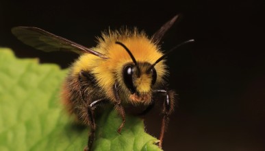 Atlas bourdons AuRA : connaître l’état des populations pour les protéger