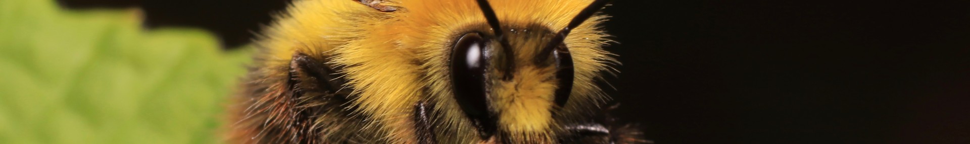 Atlas bourdons AuRA : connaître l’état des populations pour les protéger - ARTHROPOLOGIA