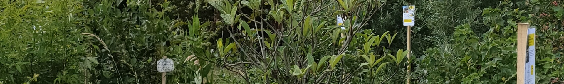 Fiches bosquet comestible - ARTHROPOLOGIA