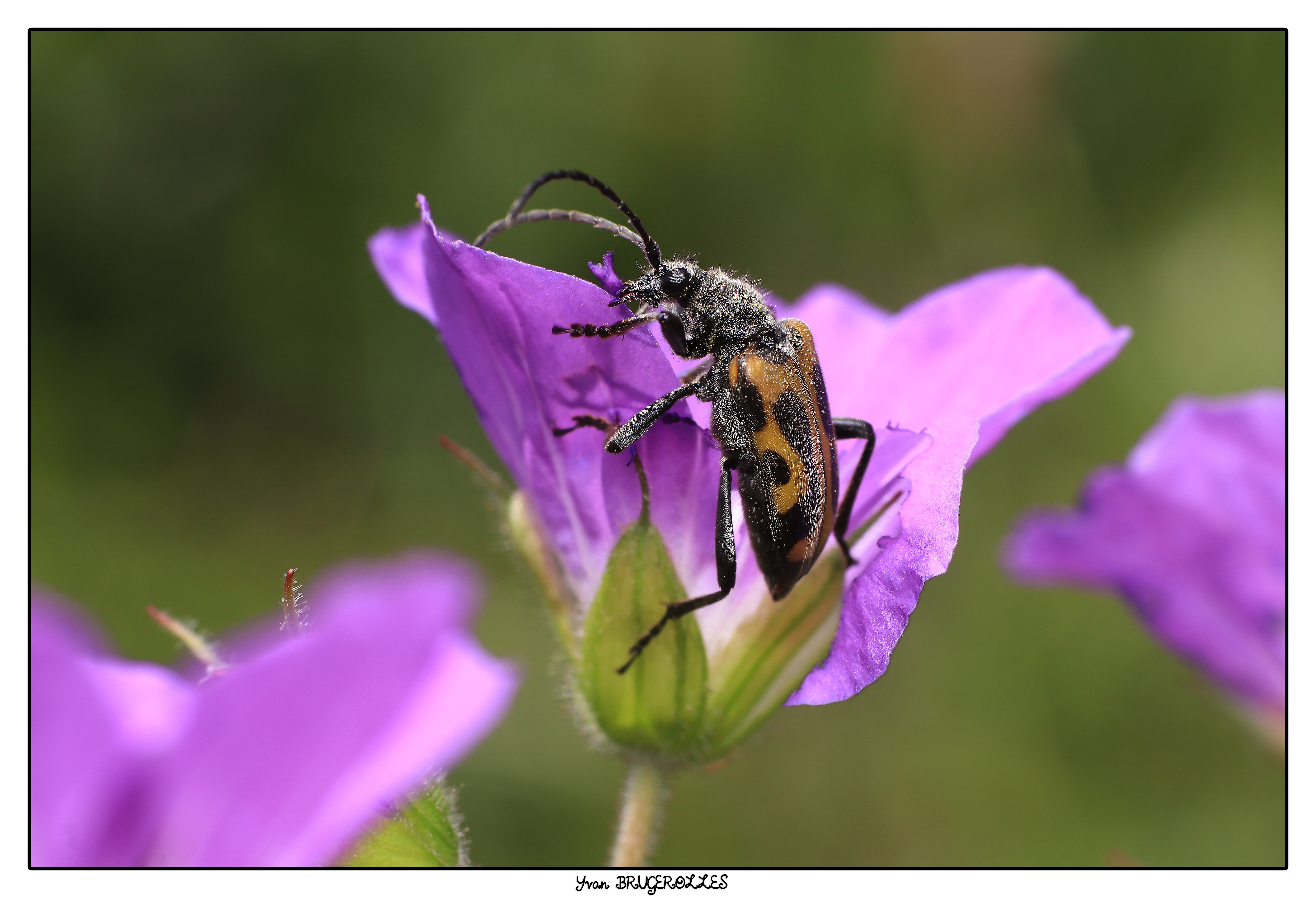 Brachyta_interrogationis Brachyta_interrogationis
